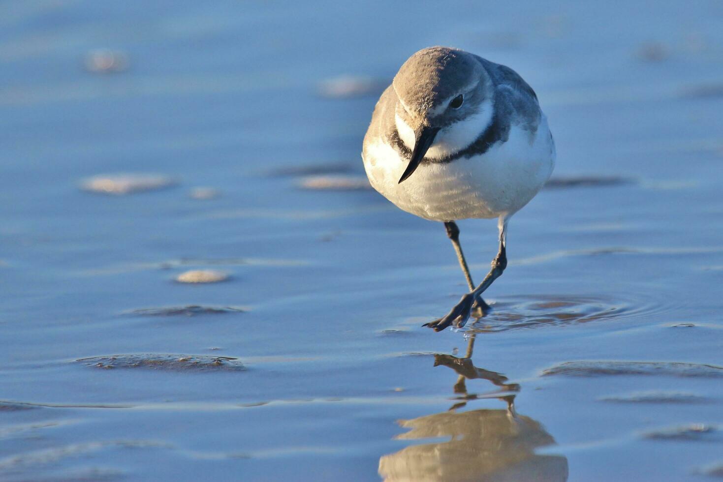 wrybill endemico per nuovo Zelanda foto