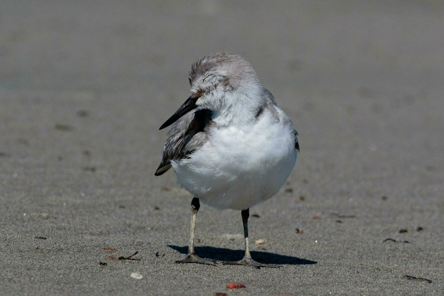 wrybill endemico per nuovo Zelanda foto