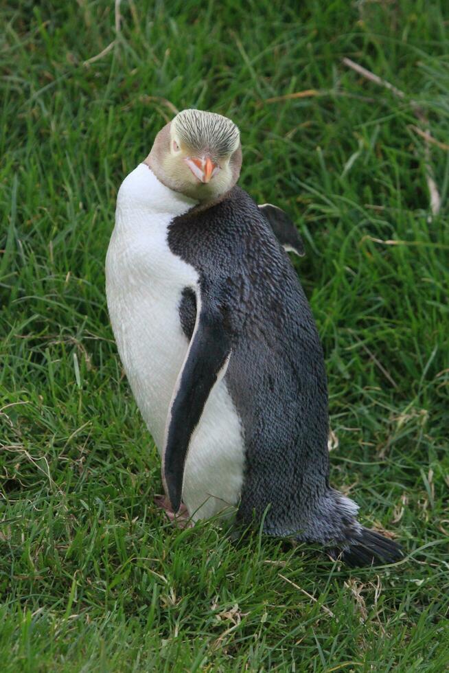 pinguino dagli occhi gialli in Nuova Zelanda foto