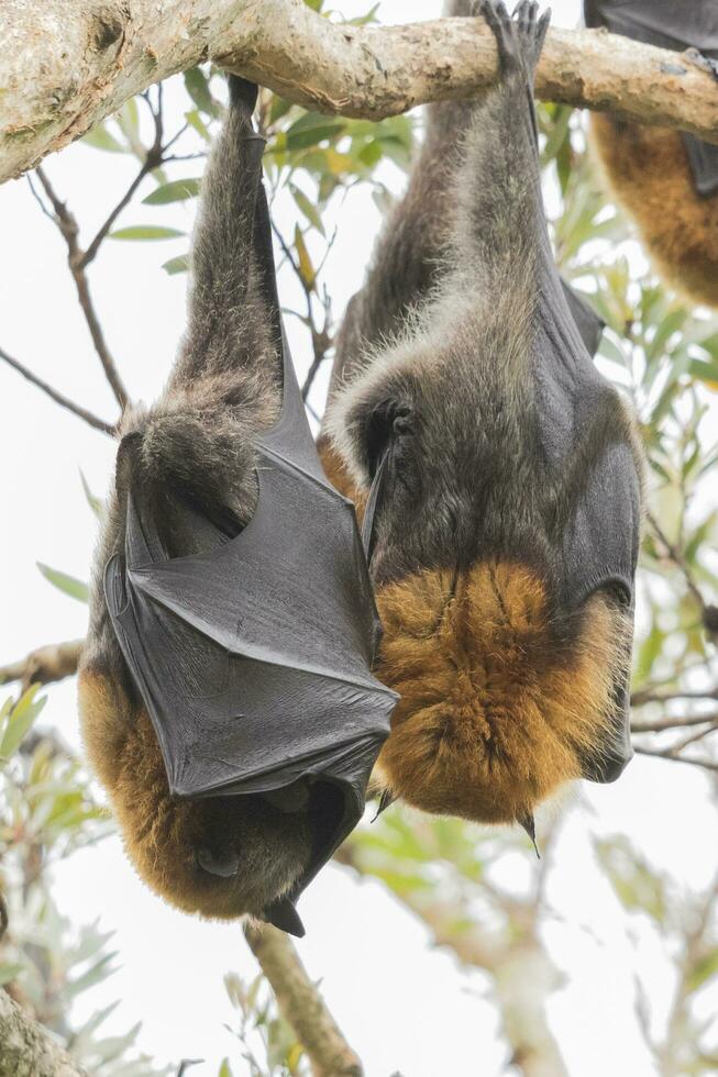 volante Volpe frutta pipistrello foto