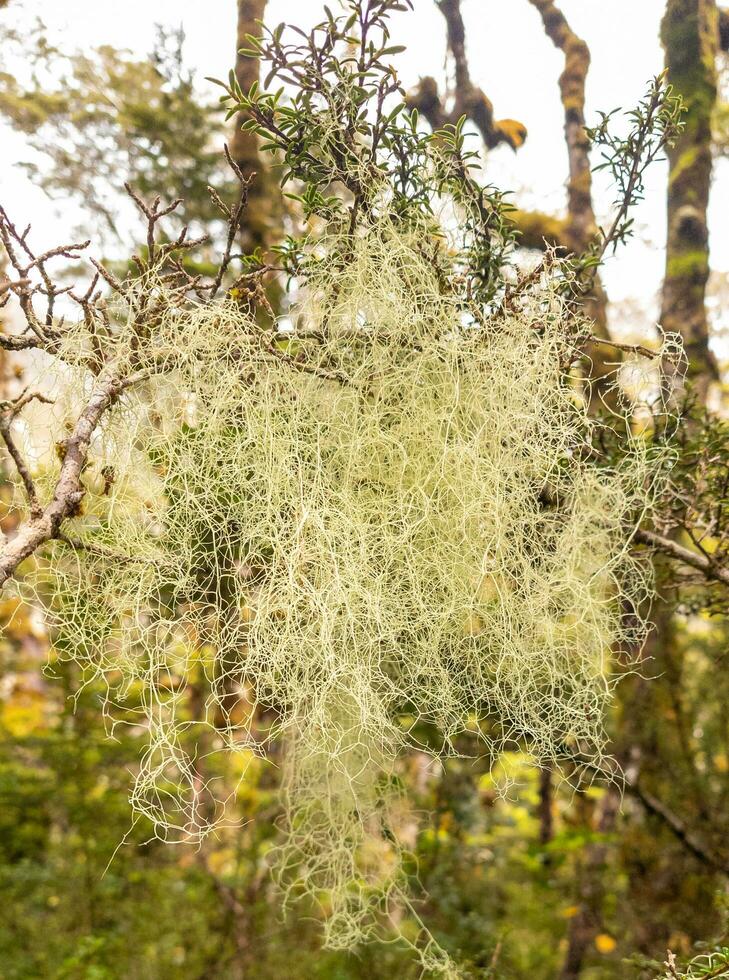 orso lichene pianta foto