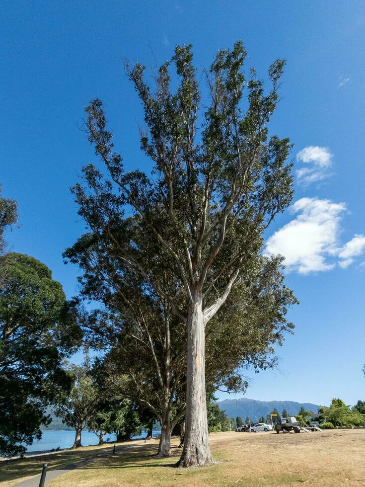 Blakely's rosso gomma albero foto