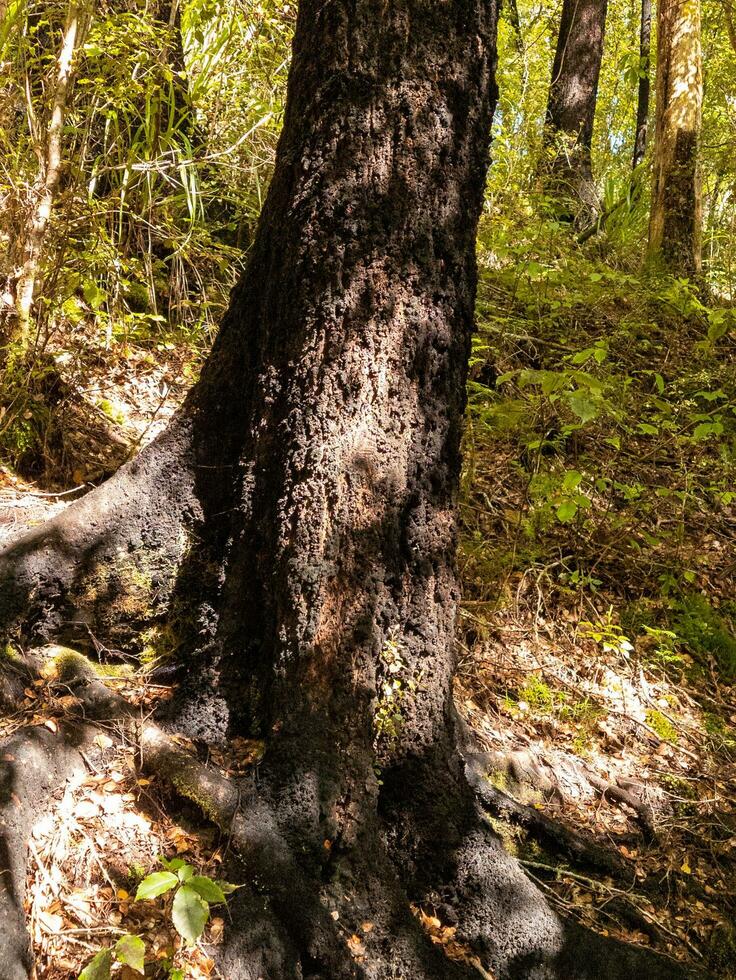 nero faggio albero foto