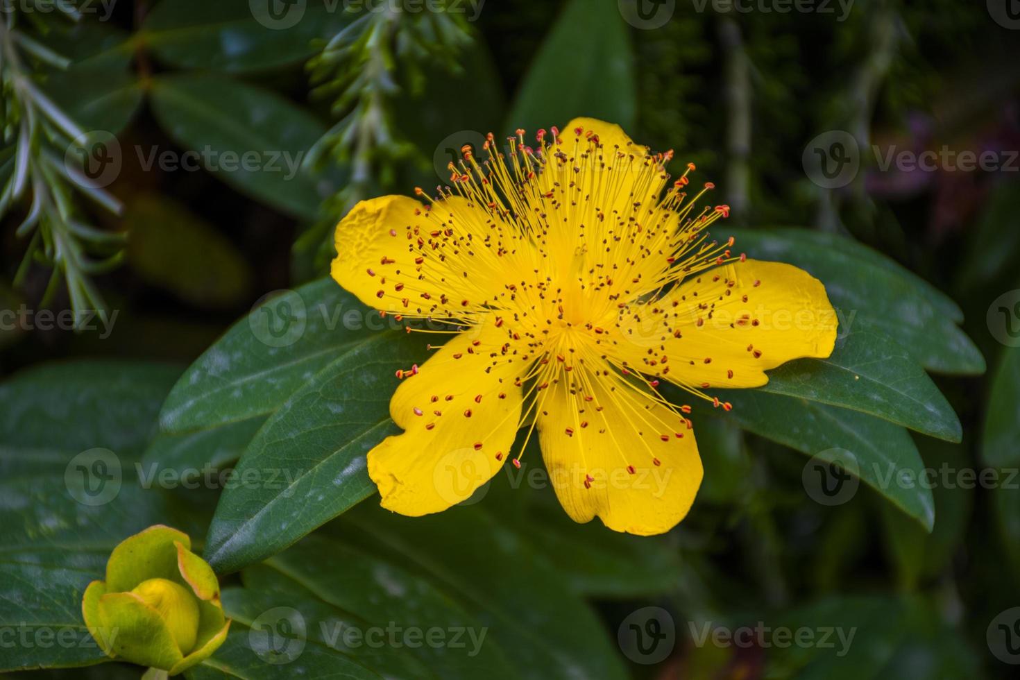 primo piano del fiore giallo foto