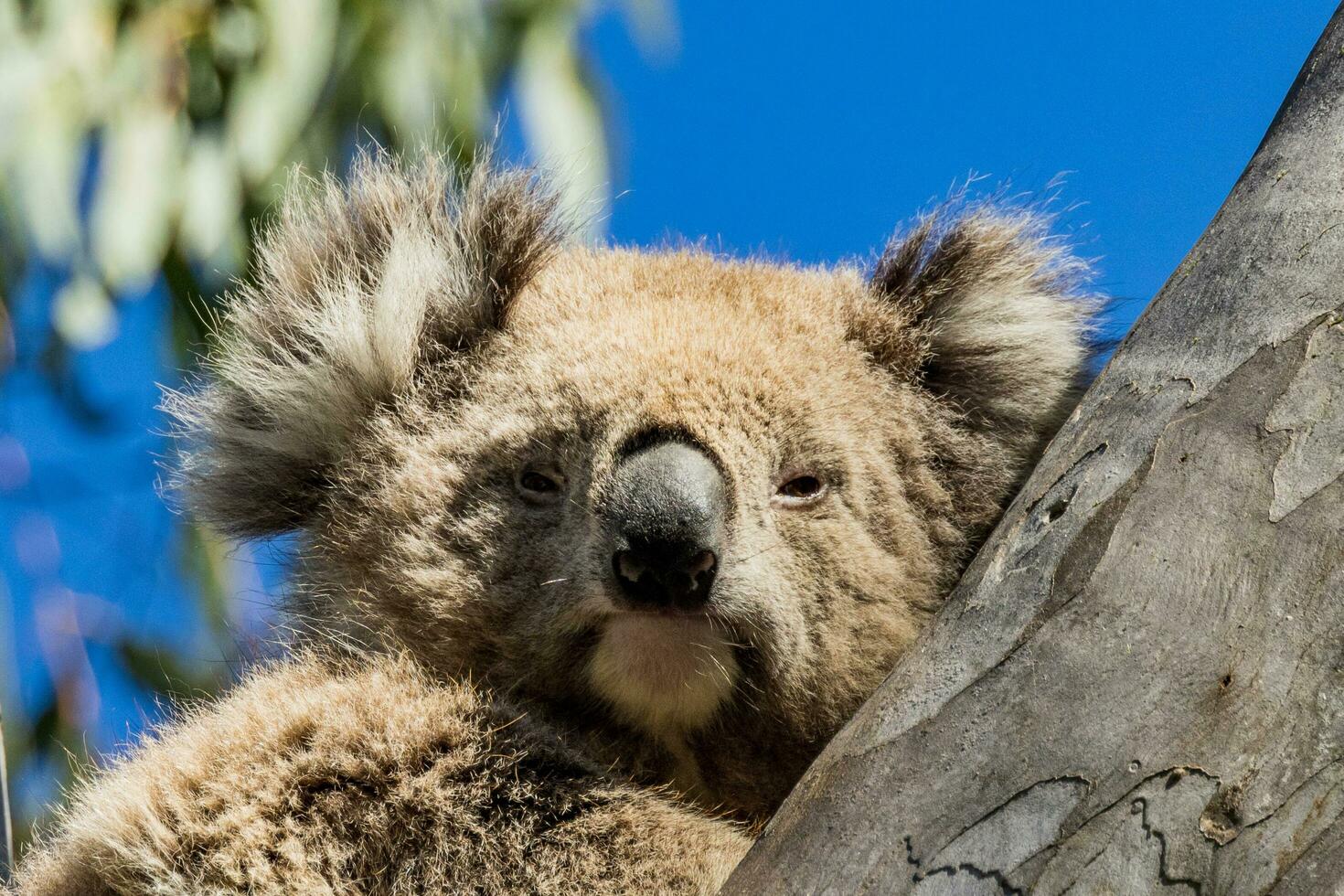 koala di Australia foto