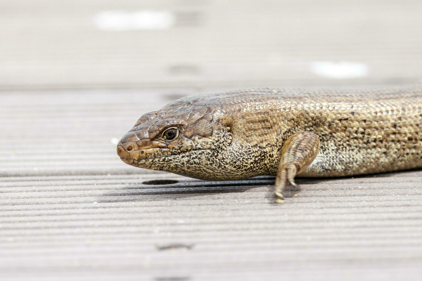 del re skink di Australia foto