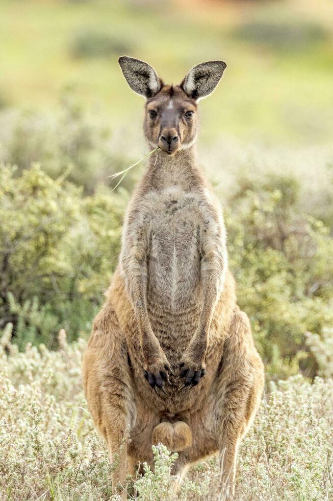 rosso canguro nel Australia foto