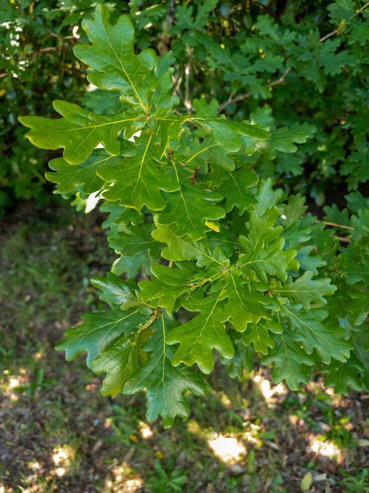 inglese quercia albero foto