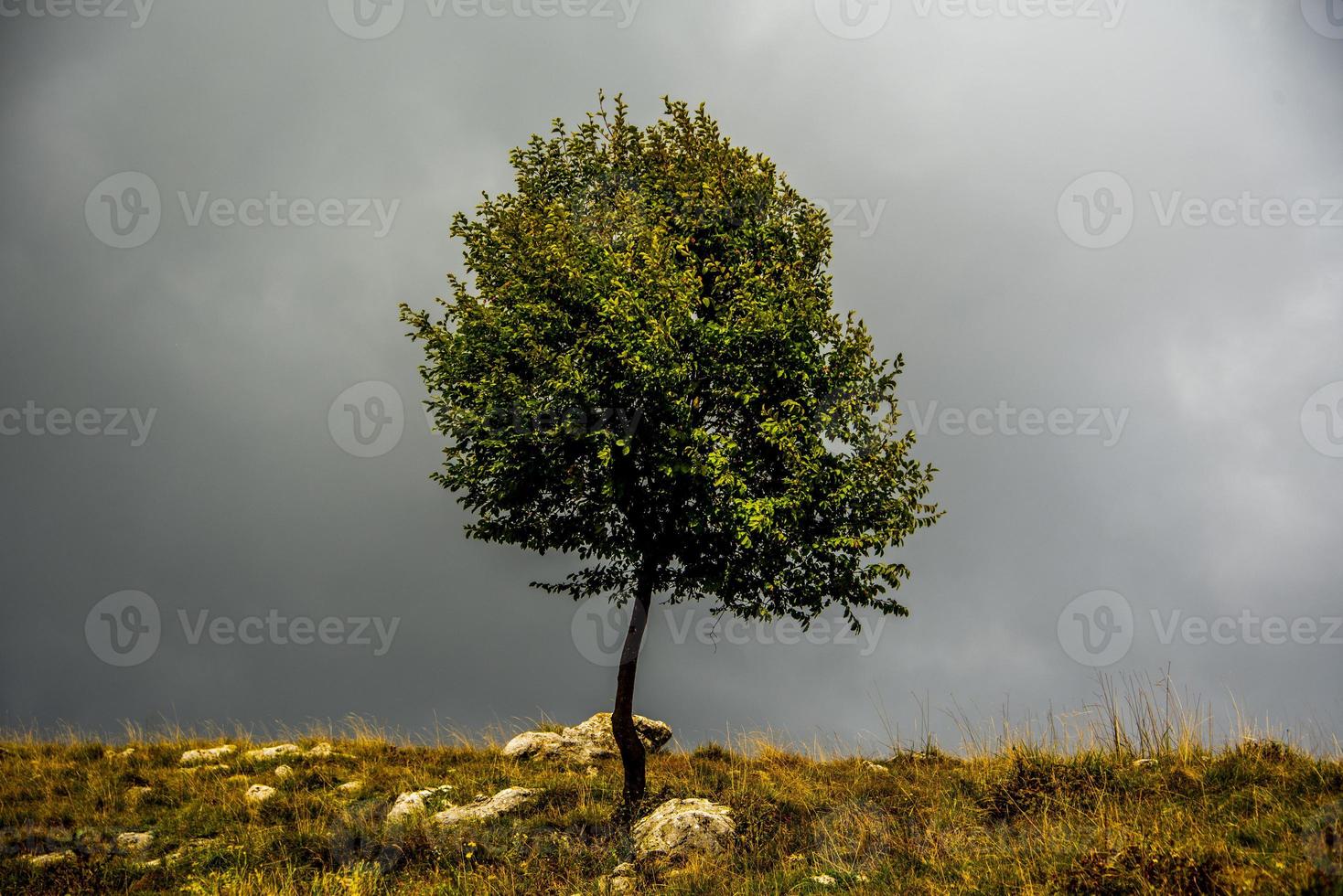 albero e nuvole foto