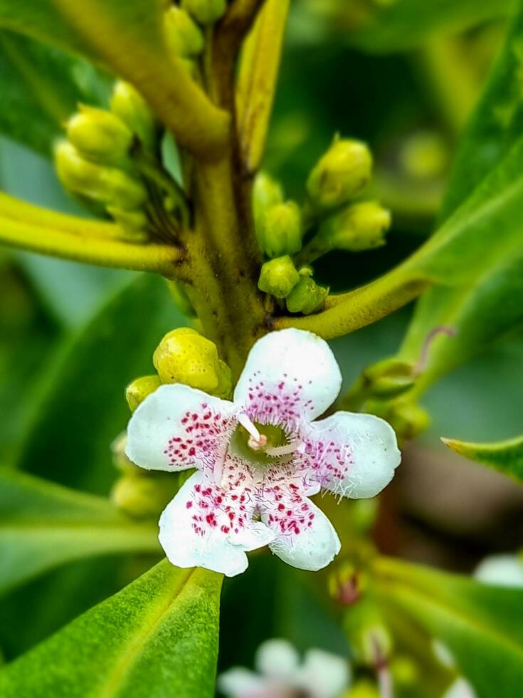 ngaio pianta e fiore foto