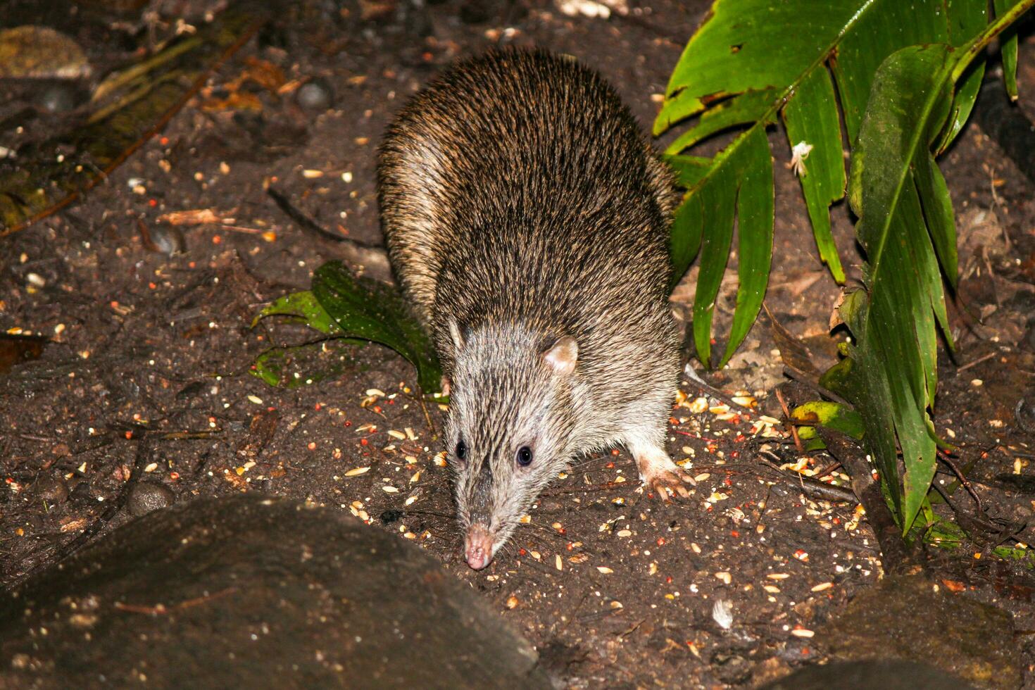 settentrionale Marrone bandicoot foto