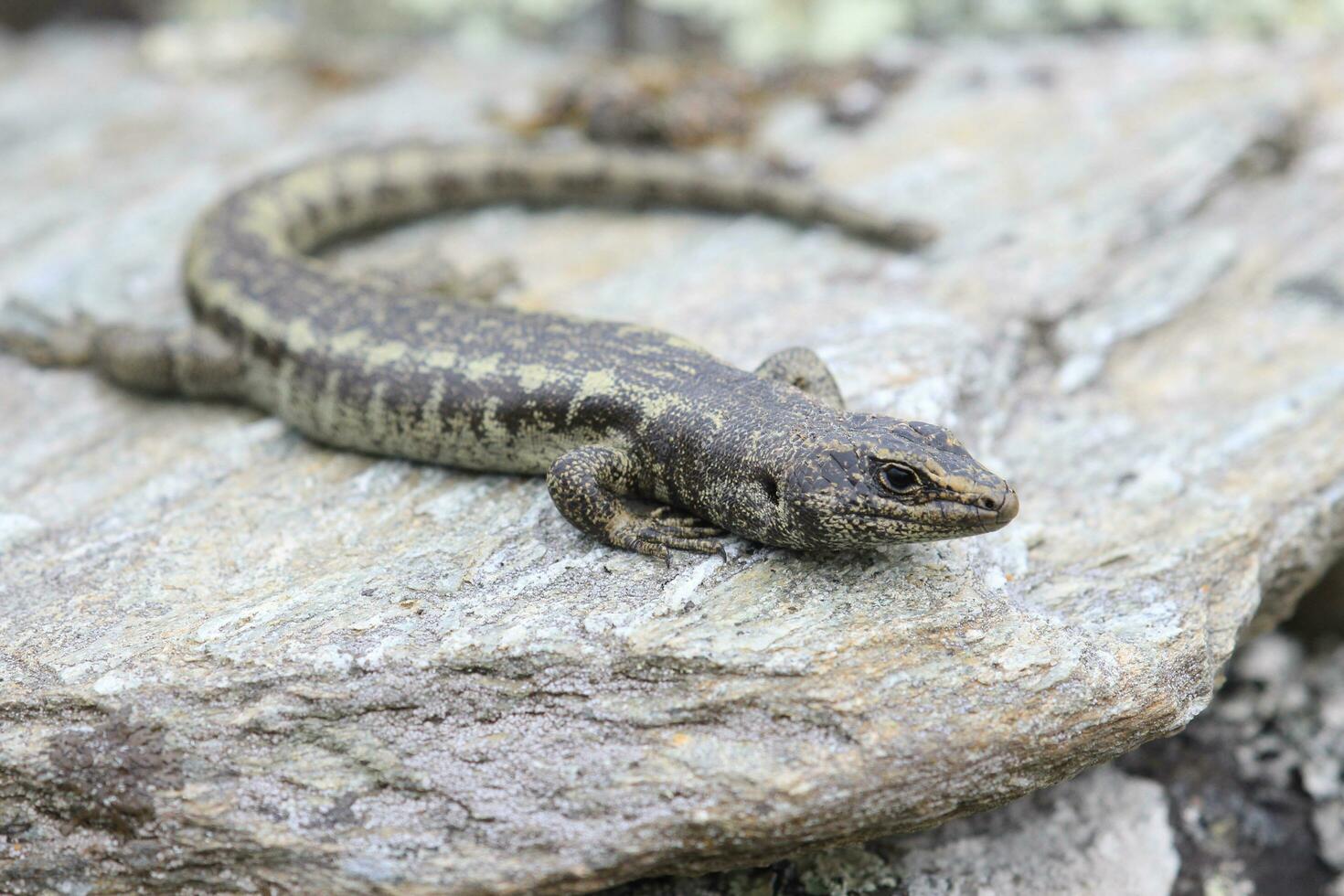 otago skink nel nuovo Zelanda foto