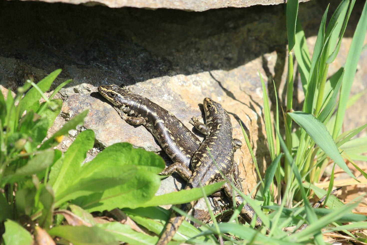 otago skink nel nuovo Zelanda foto