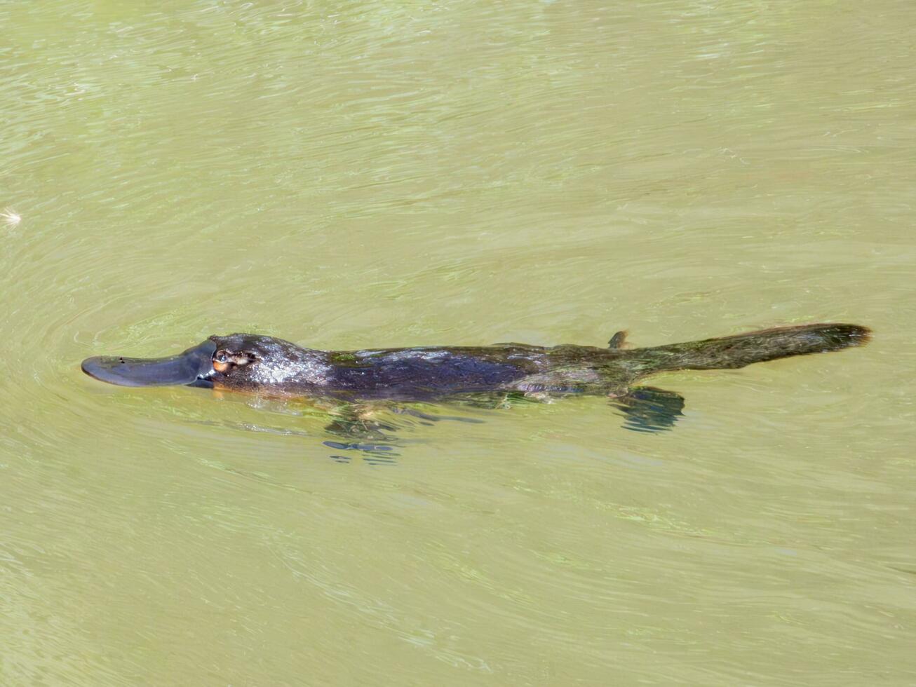 a becco d'anatra ornitorinco nel Australia foto