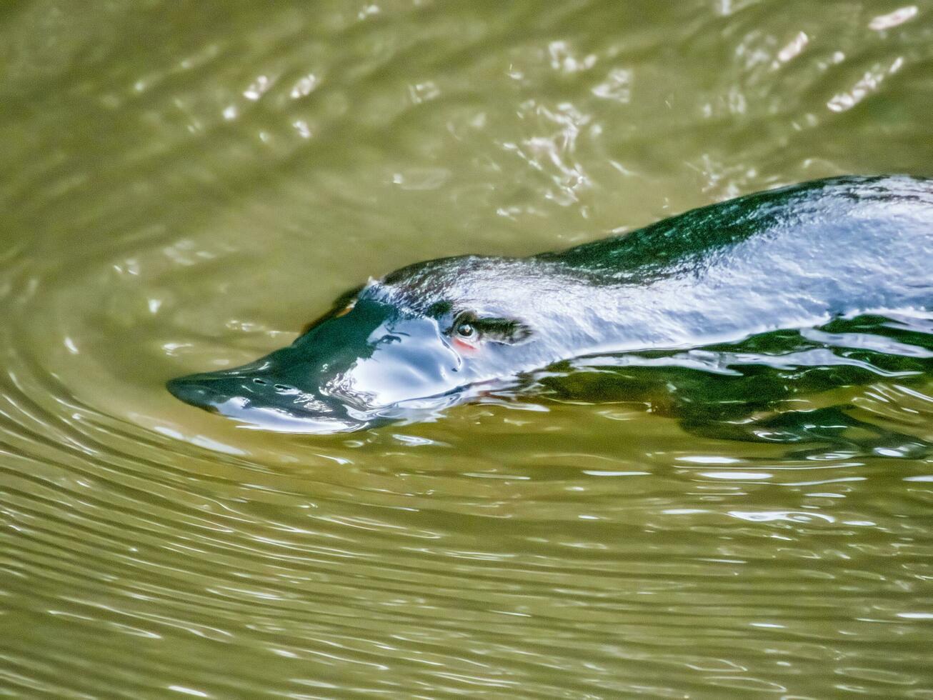 a becco d'anatra ornitorinco nel Australia foto