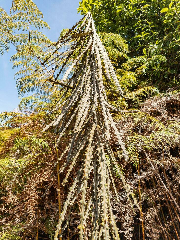 dentato lancia albero foto