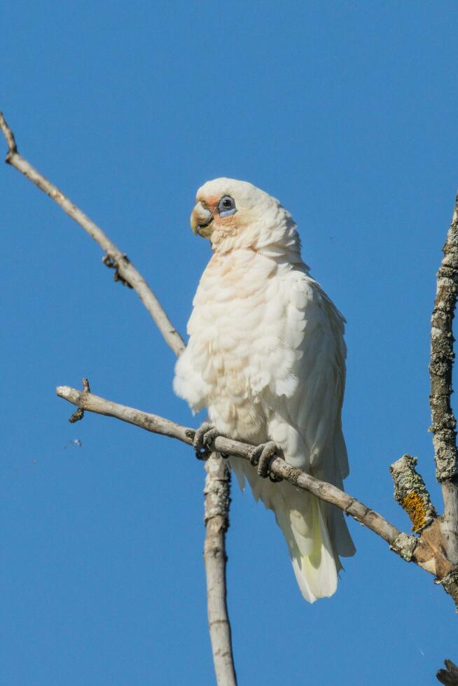 poco corella nel Australia foto