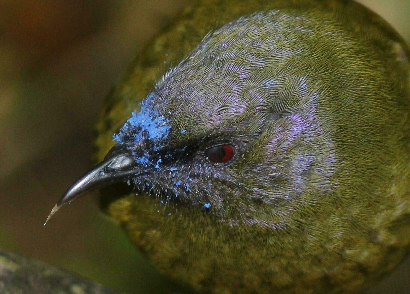 bellbird nel nuovo Zelanda foto