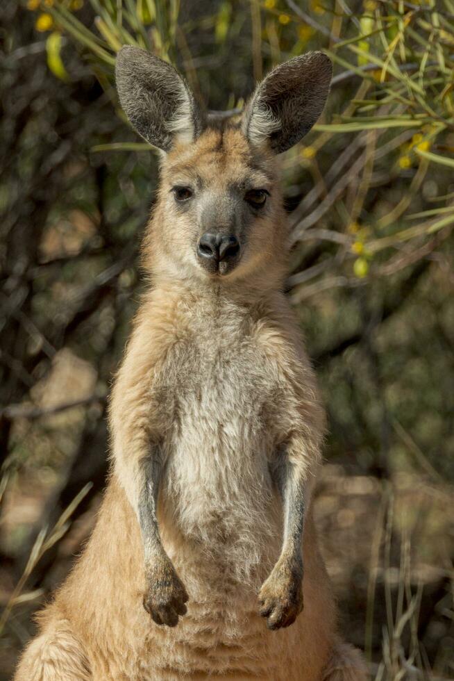 Euro wallaroo nel Australia foto