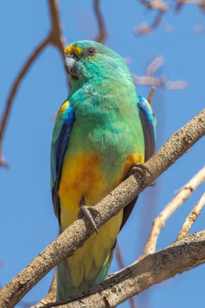 mulga pappagallo nel Australia foto