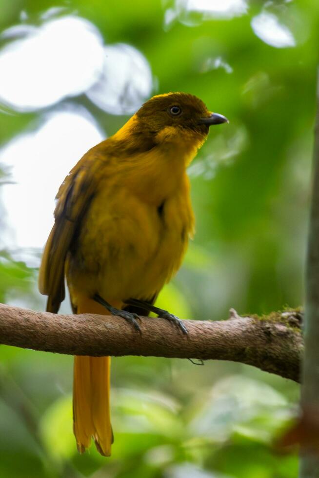 d'oro Bowerbird nel Australia foto