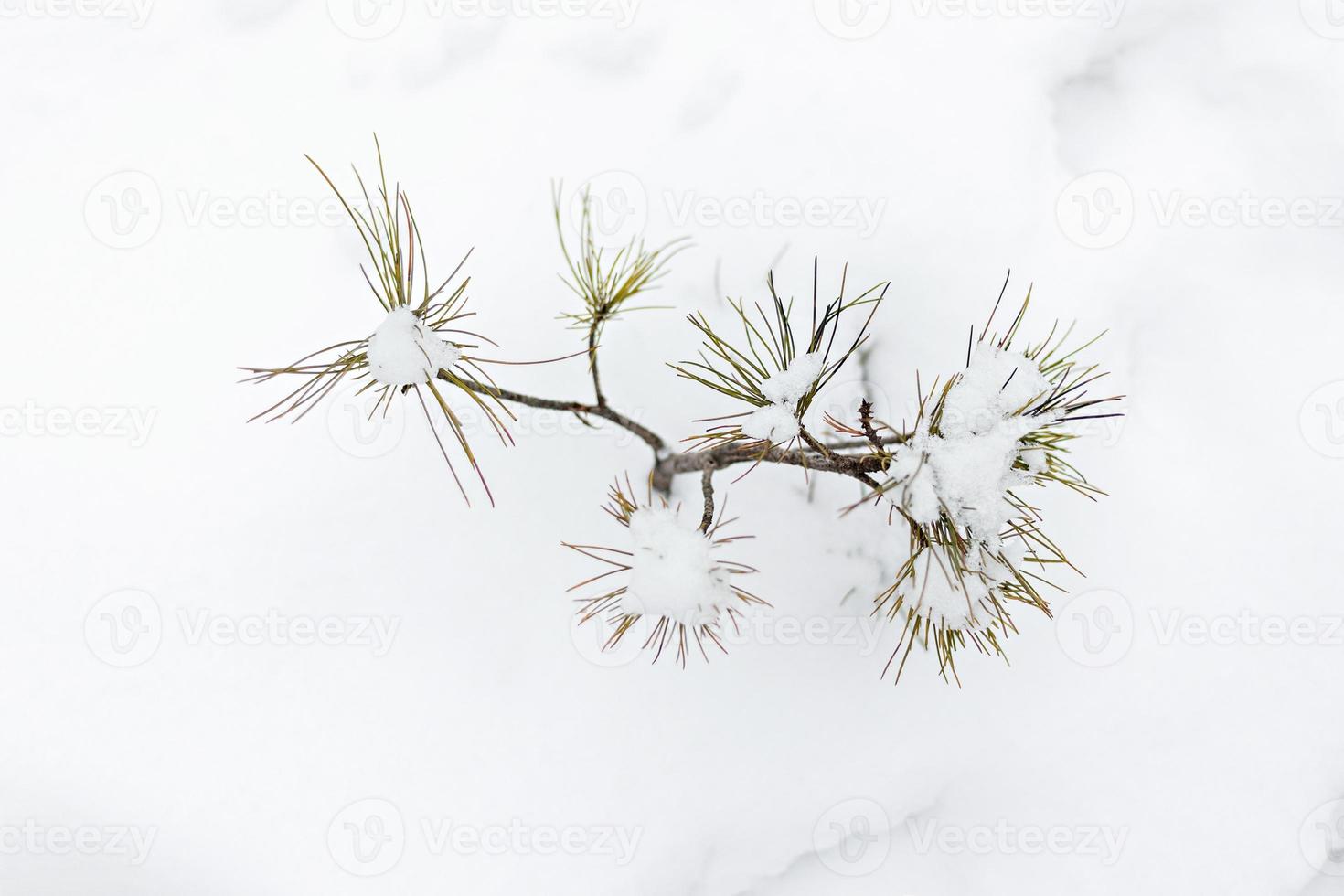 un piccolo albero di Natale innevato appare da sotto la neve nella foresta. vacanze di Natale foto