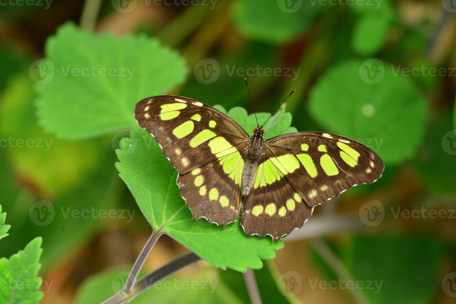 farfalla di malachite macro immagine di lepidotteri foto