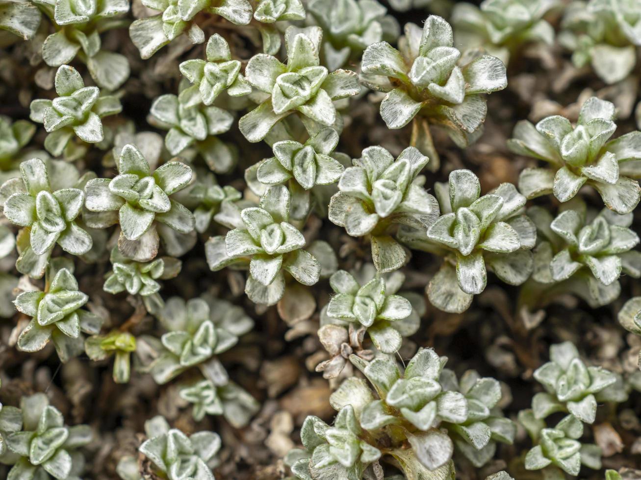 primo piano di foglie verdi grigie di raoulia australis foto