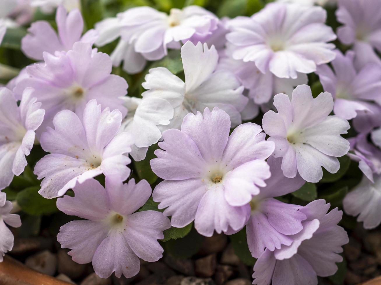 graziosi fiorellini rosa di primula allionii foto