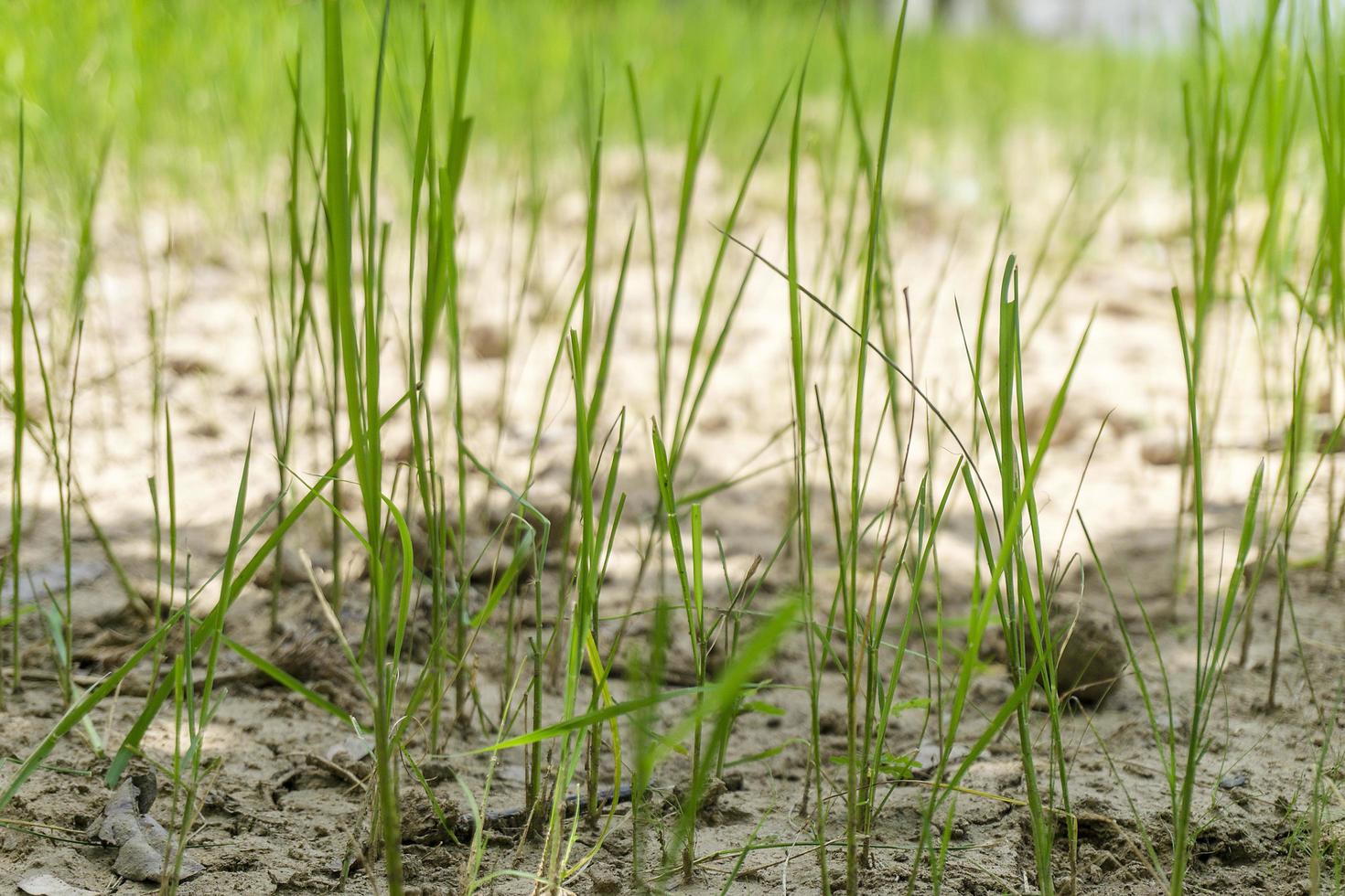 pianta di riso piantagione di risaie fattoria una fattoria di riso biologico e agricoltura giovane piantina che coltiva l'agricoltura del riso nel paese asiatico thailandia foto