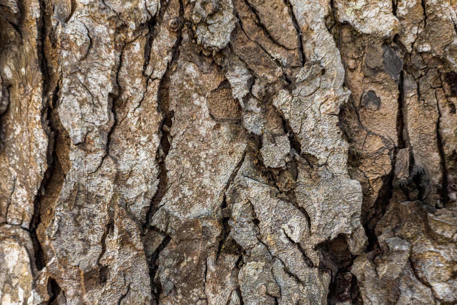 chiudere il fondo di struttura della corteccia di albero secco foto