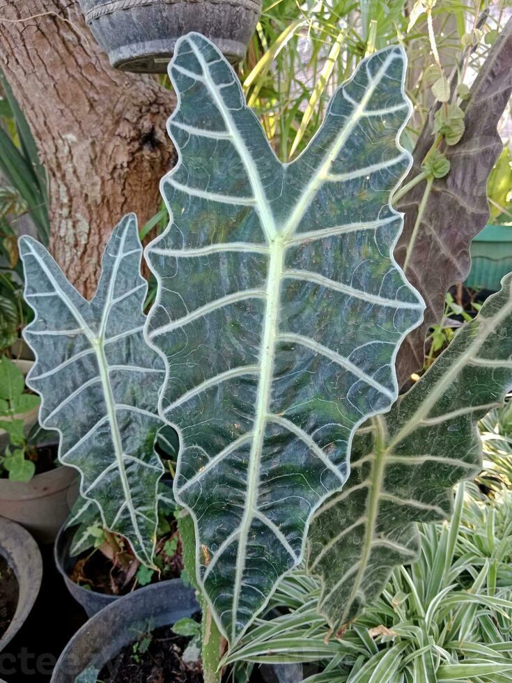 alocasia amazonica foglia. verde le foglie decorazione foto