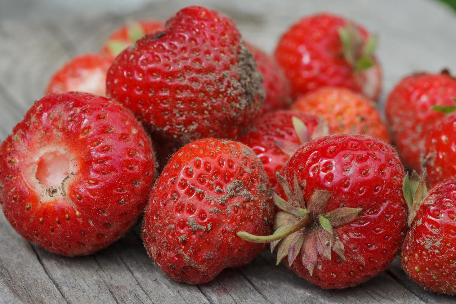 fragole fresche dell'orto frutti di bosco crudi foto