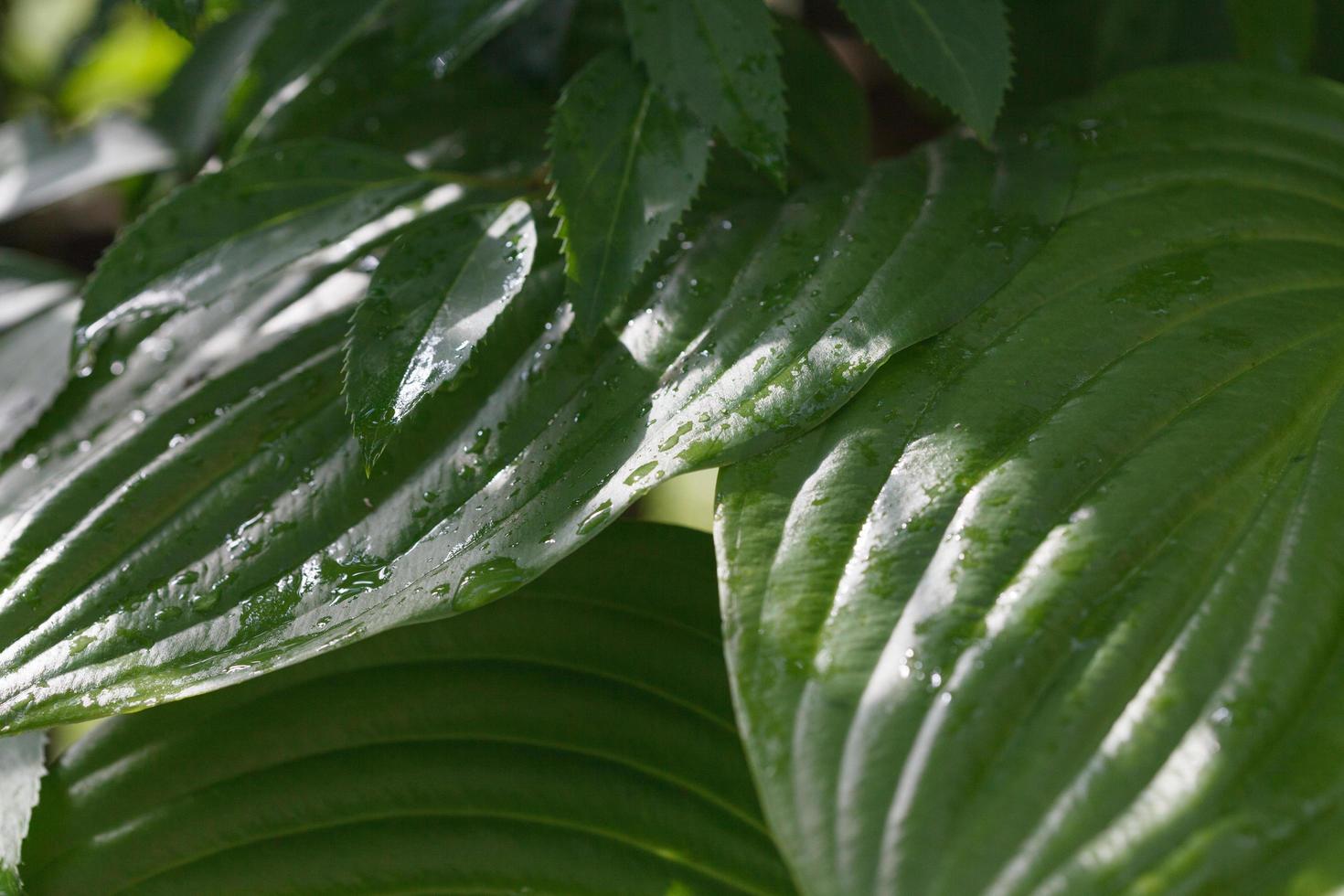 vegetazione selvatica foglie verdi nella foresta foto