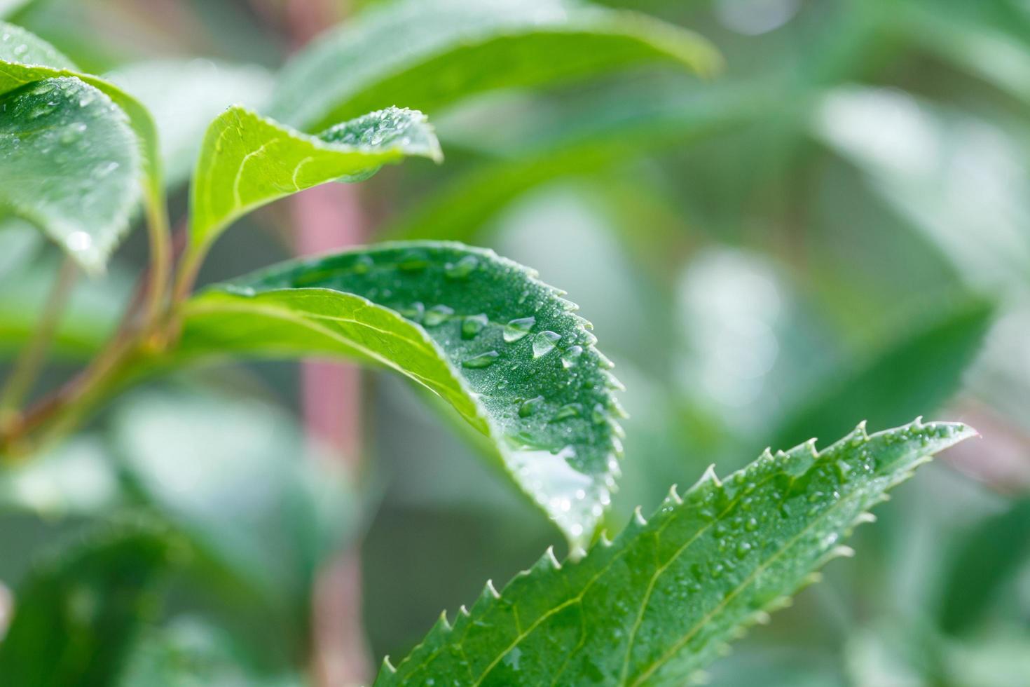 vegetazione selvatica foglie verdi nella foresta foto