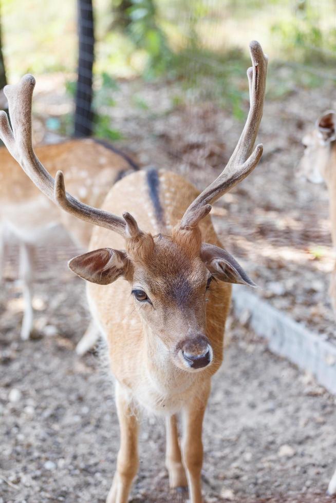 cervi selvatici habitat naturale parco selvaggio adatto alle famiglie foto