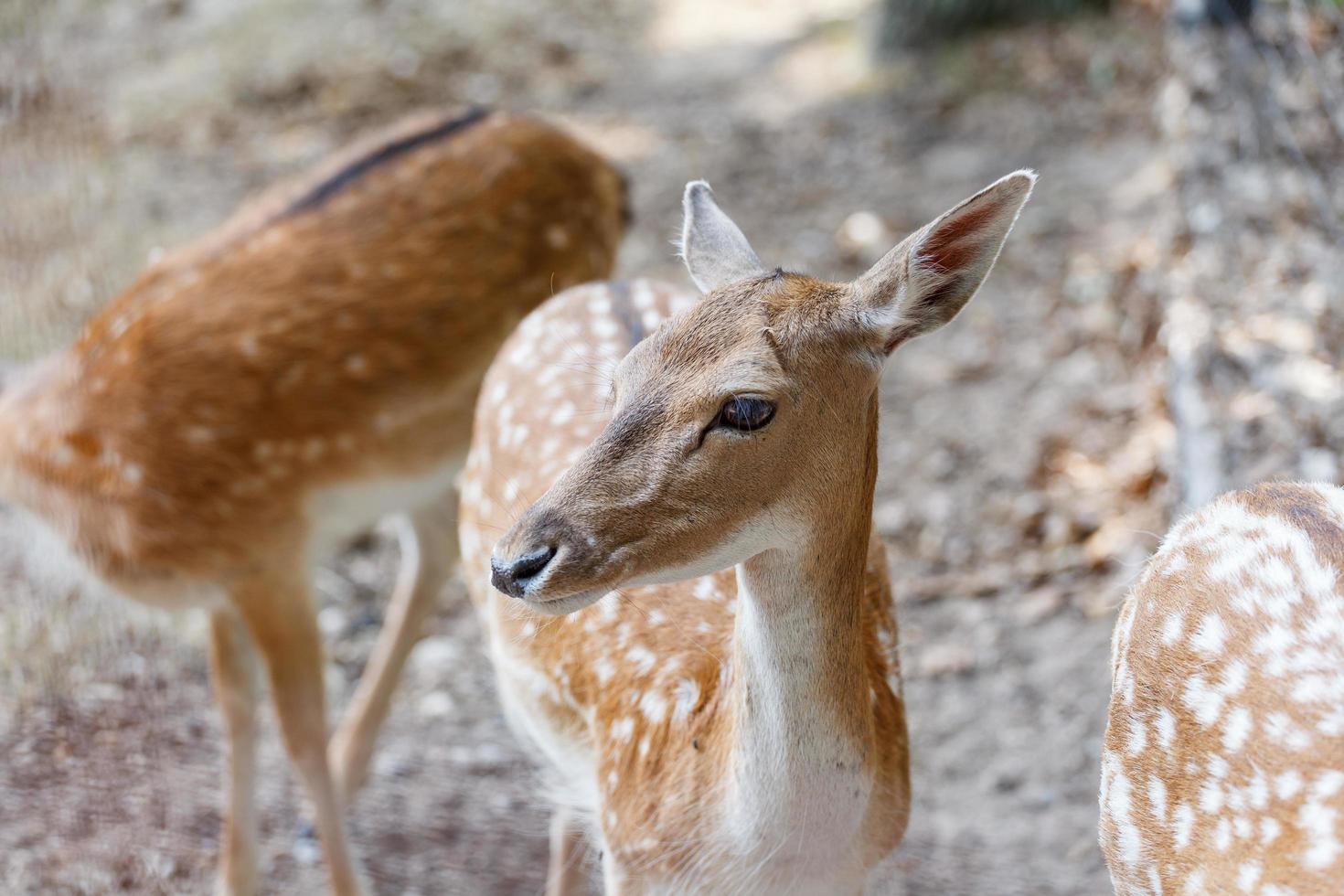 cervi selvatici habitat naturale parco selvaggio adatto alle famiglie foto