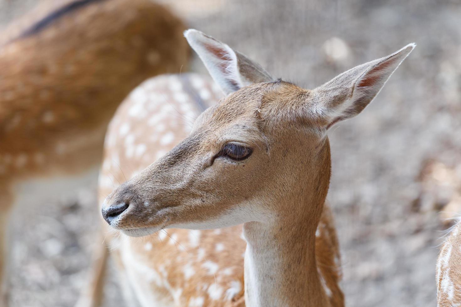 cervi selvatici habitat naturale parco selvaggio adatto alle famiglie foto