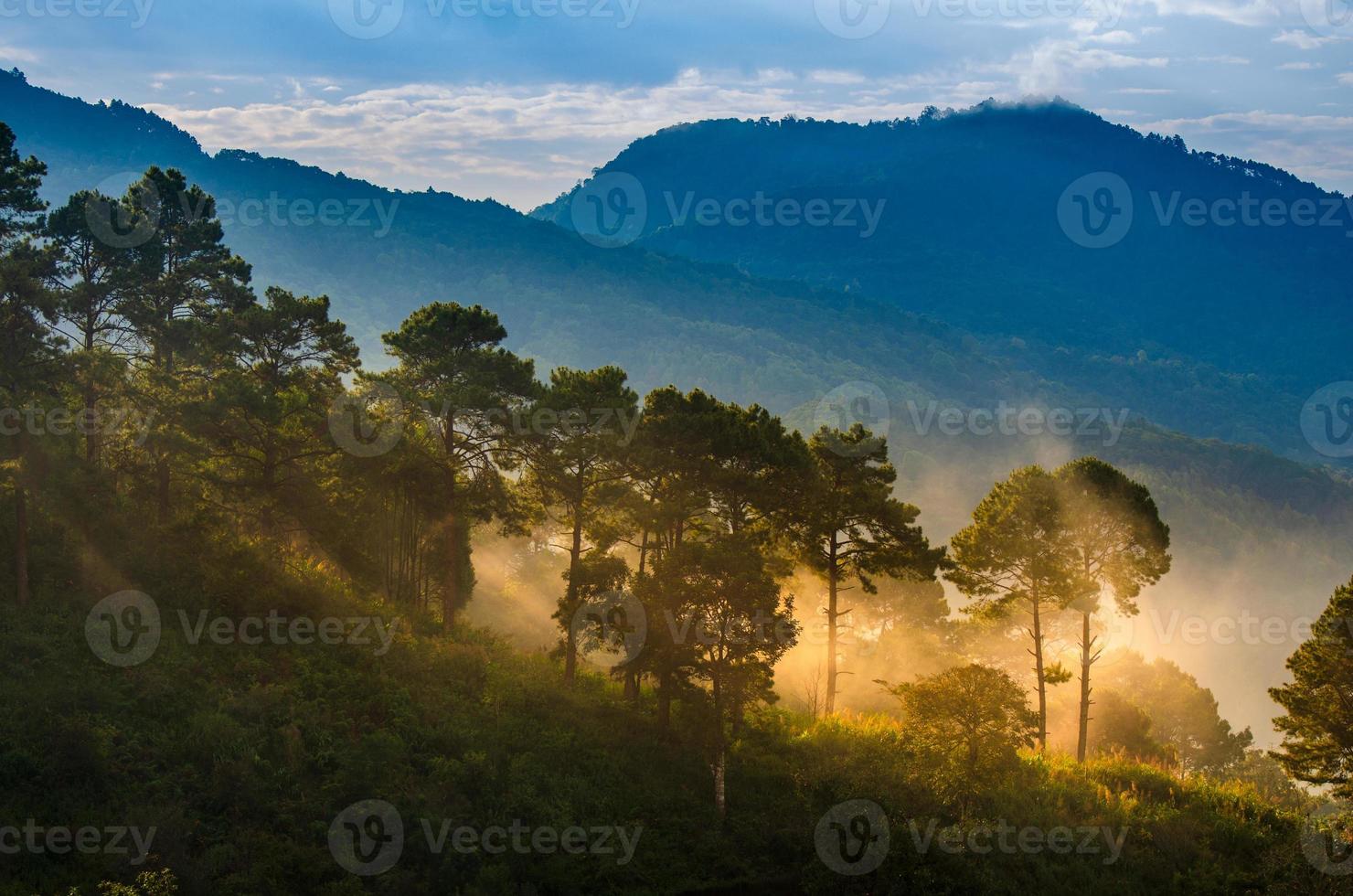 le piantagioni di fragole al mattino hanno un mare di nebbia ang khang chiang mai thailand foto