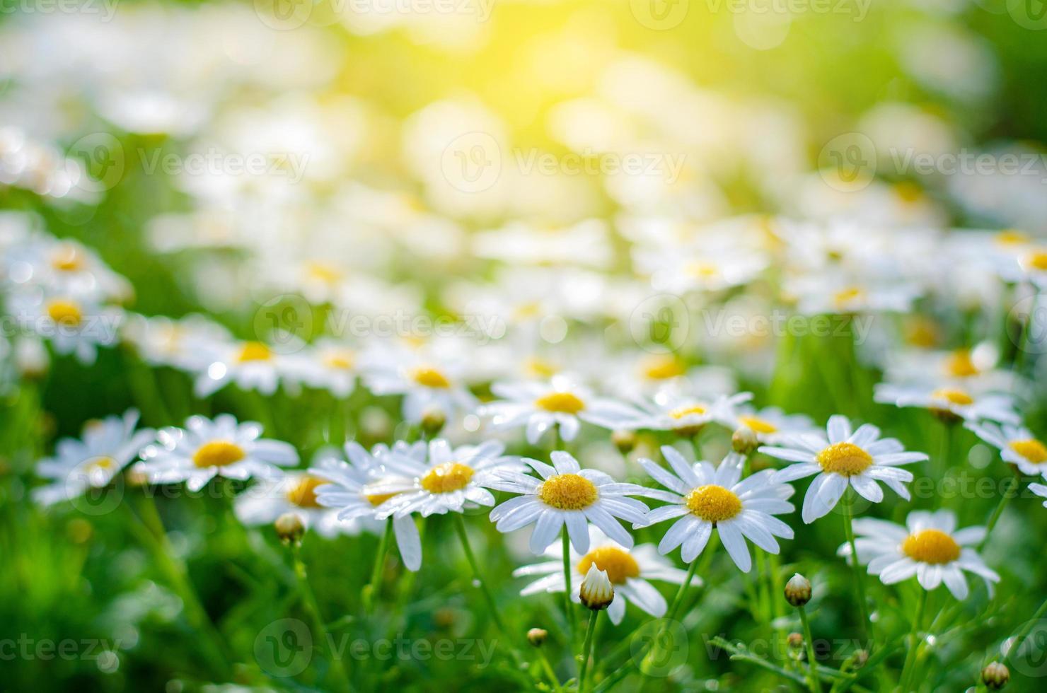 fiori bianchi rosa nei campi di erba verde con il sole che splende foto