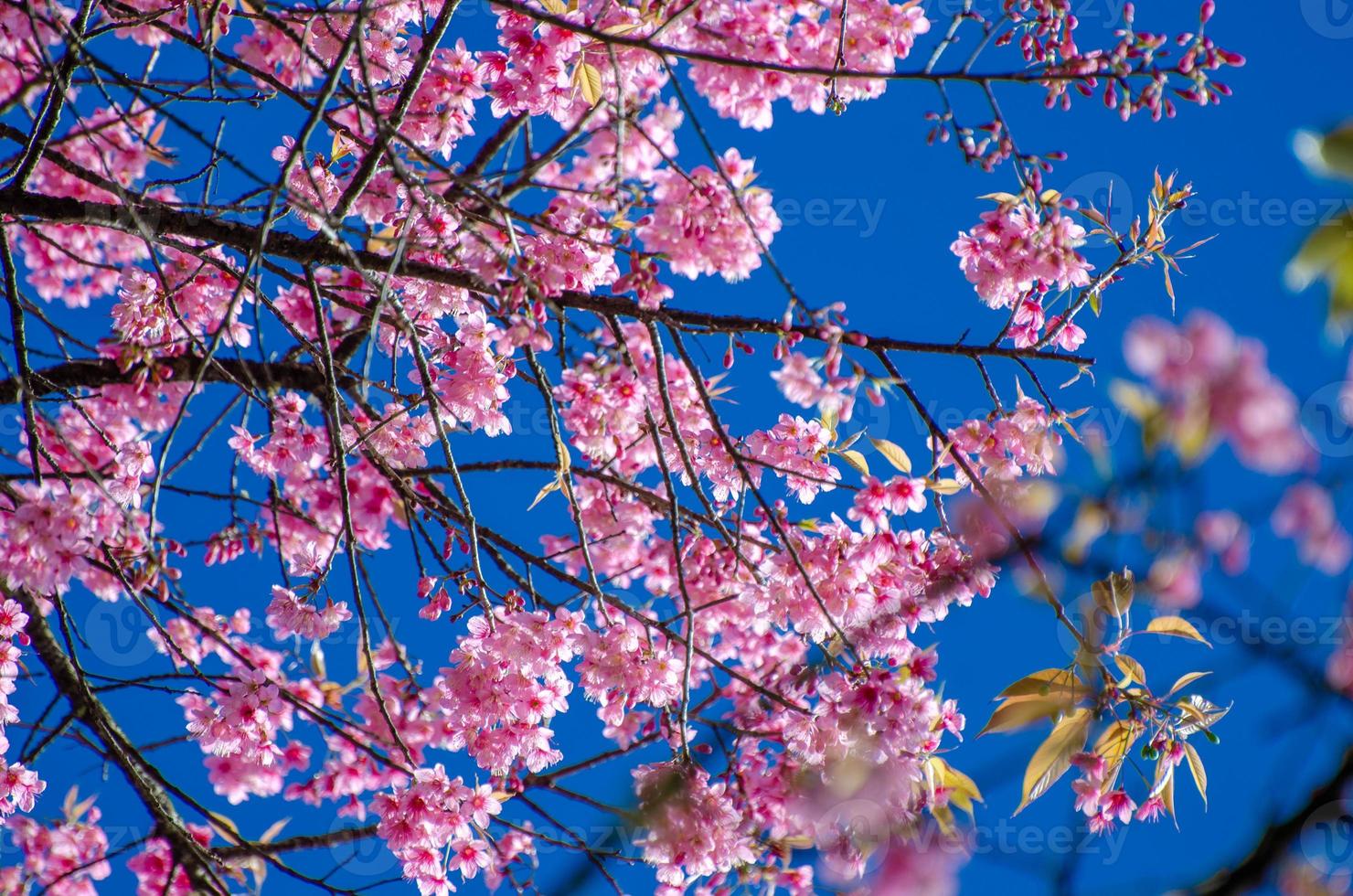 sakura sfondo blu angkhang chiang mai thailandia foto