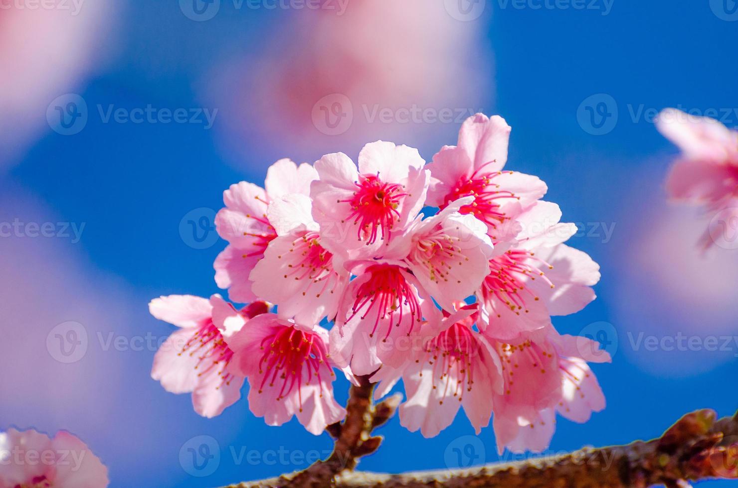 sakura sfondo blu angkhang chiang mai thailandia foto