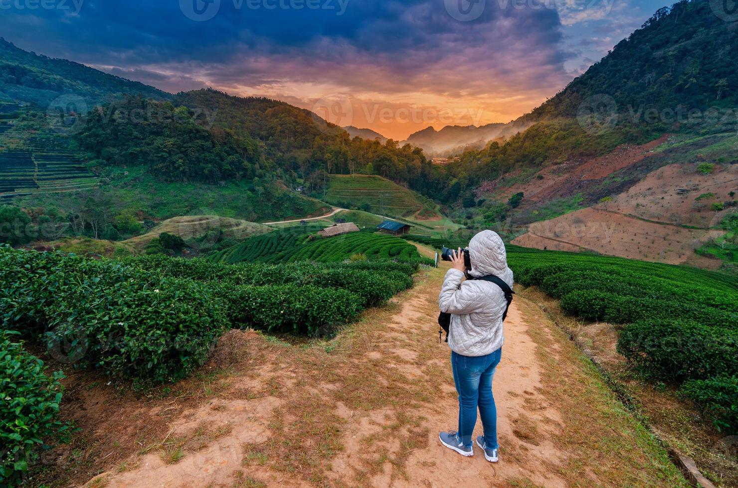 fattoria del tè fattoria del tè biologico 2000 doi ang khang chiang mai thailandia al mattino foto