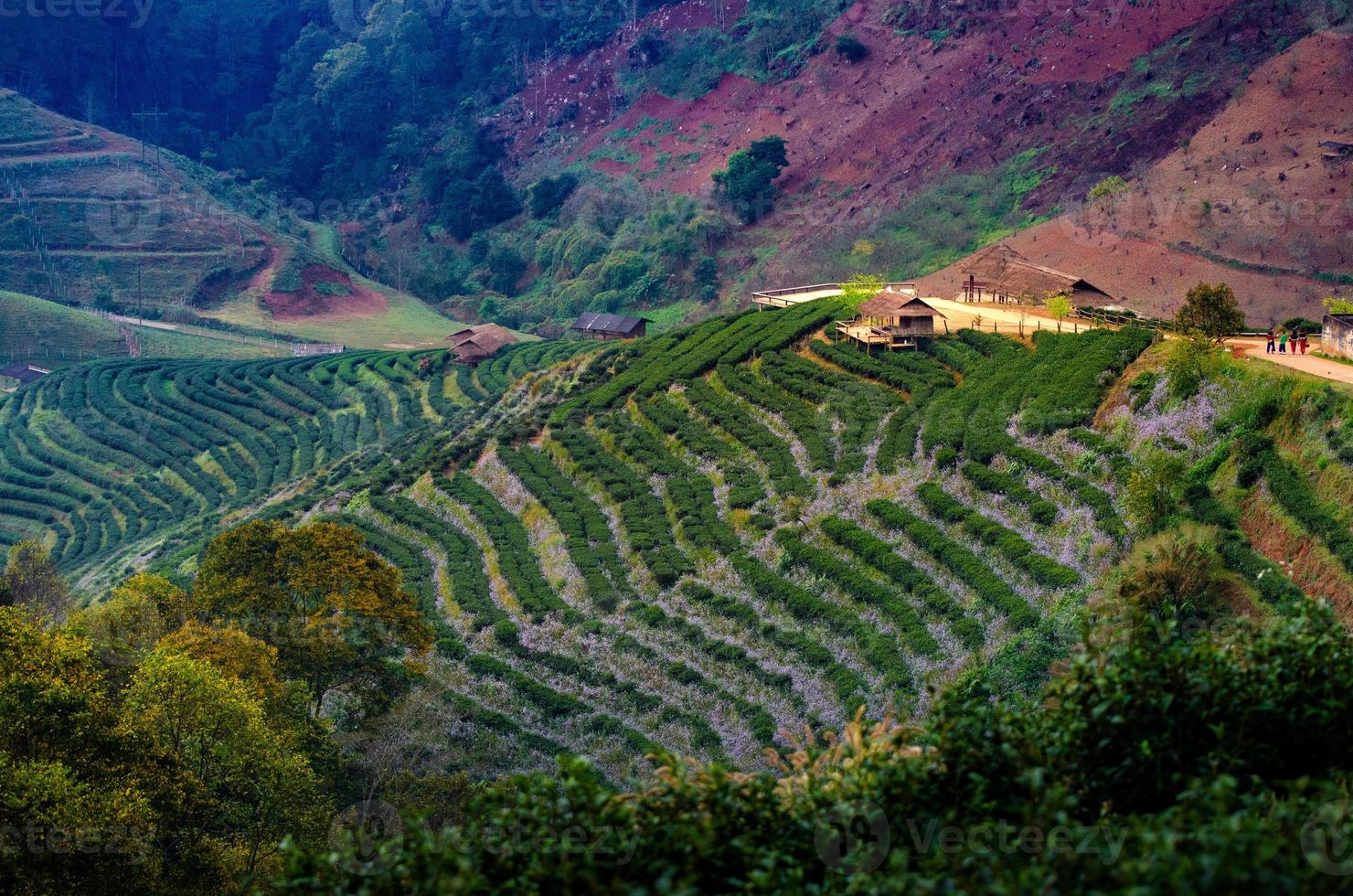 fattoria del tè fattoria del tè biologico 2000 doi ang khang chiang mai thailandia al mattino foto