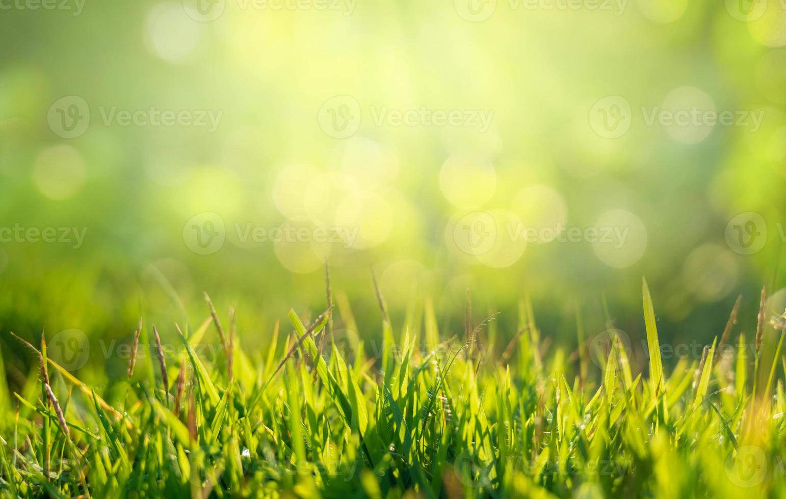 erba verde sotto il sole dorato al mattino e c'è spazio libero in alto. foto