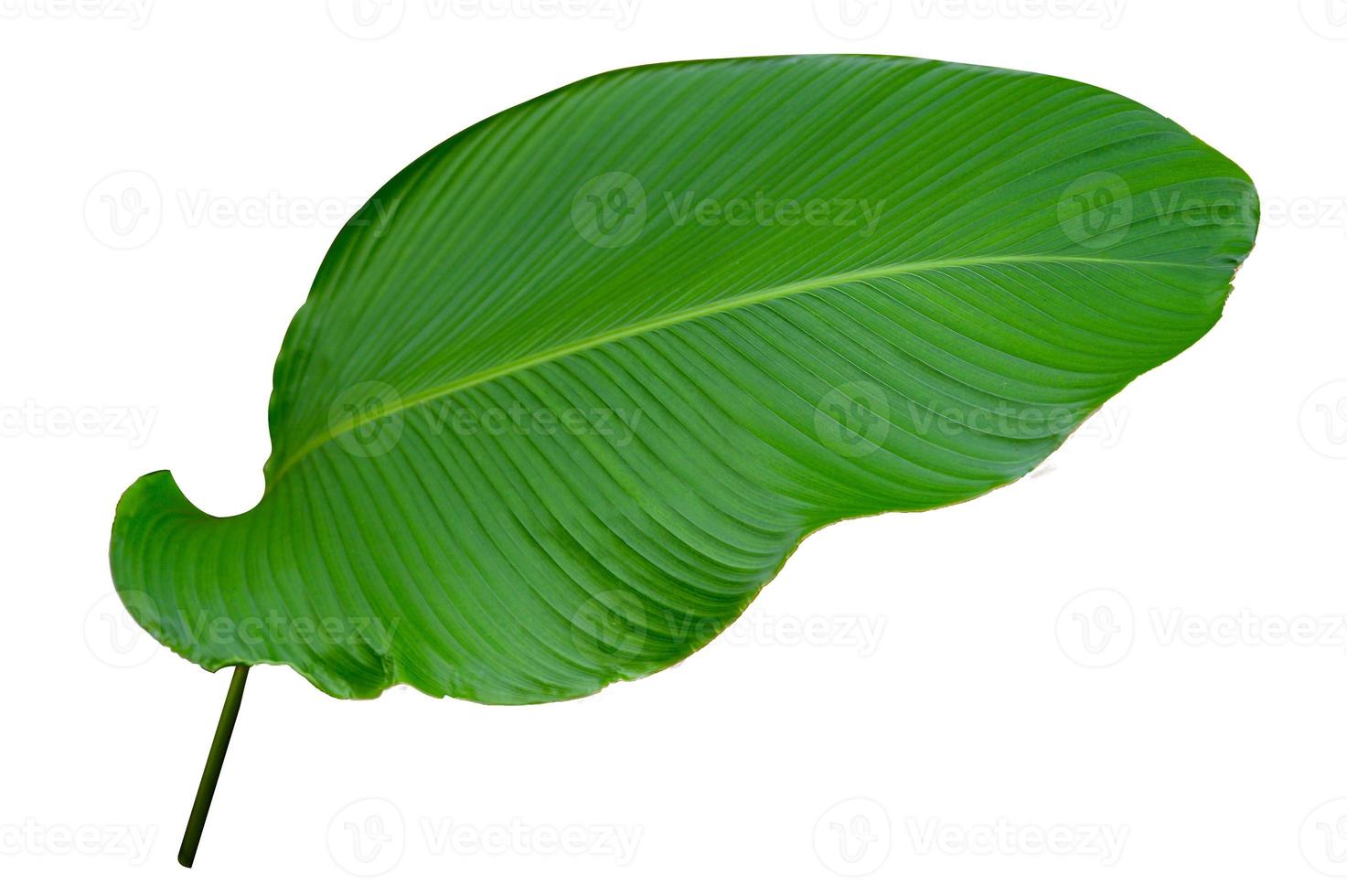 foglie calathea ornata gessato sfondo bianco isolare foto