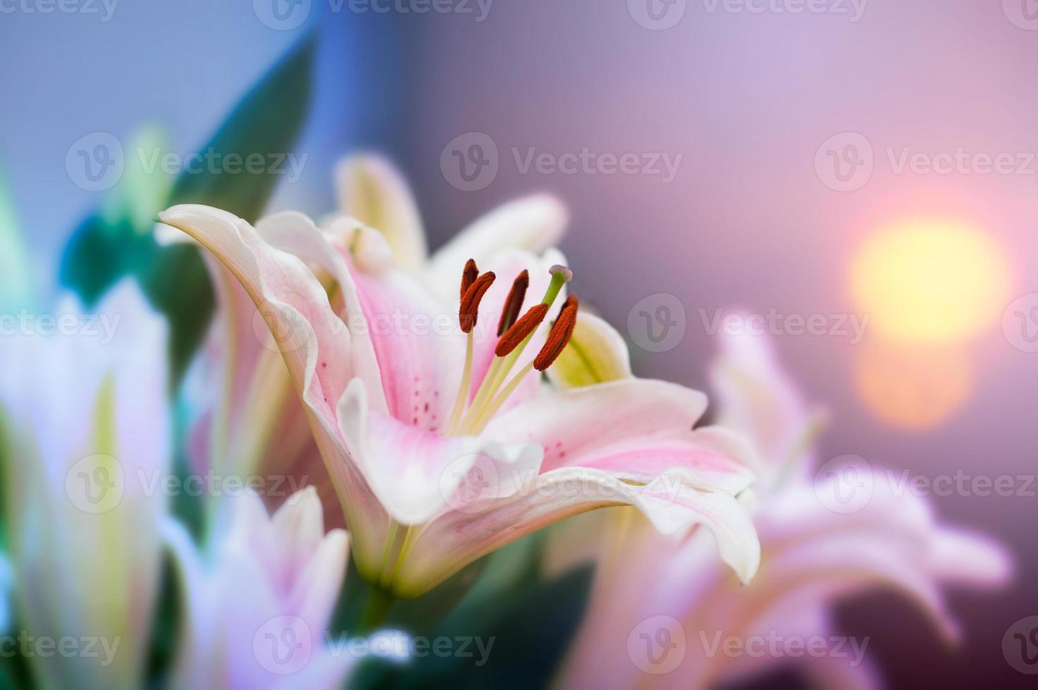 lilly rosa in giardino e tono di colore rosa, fiori di lilly poco profondi naturalif foto