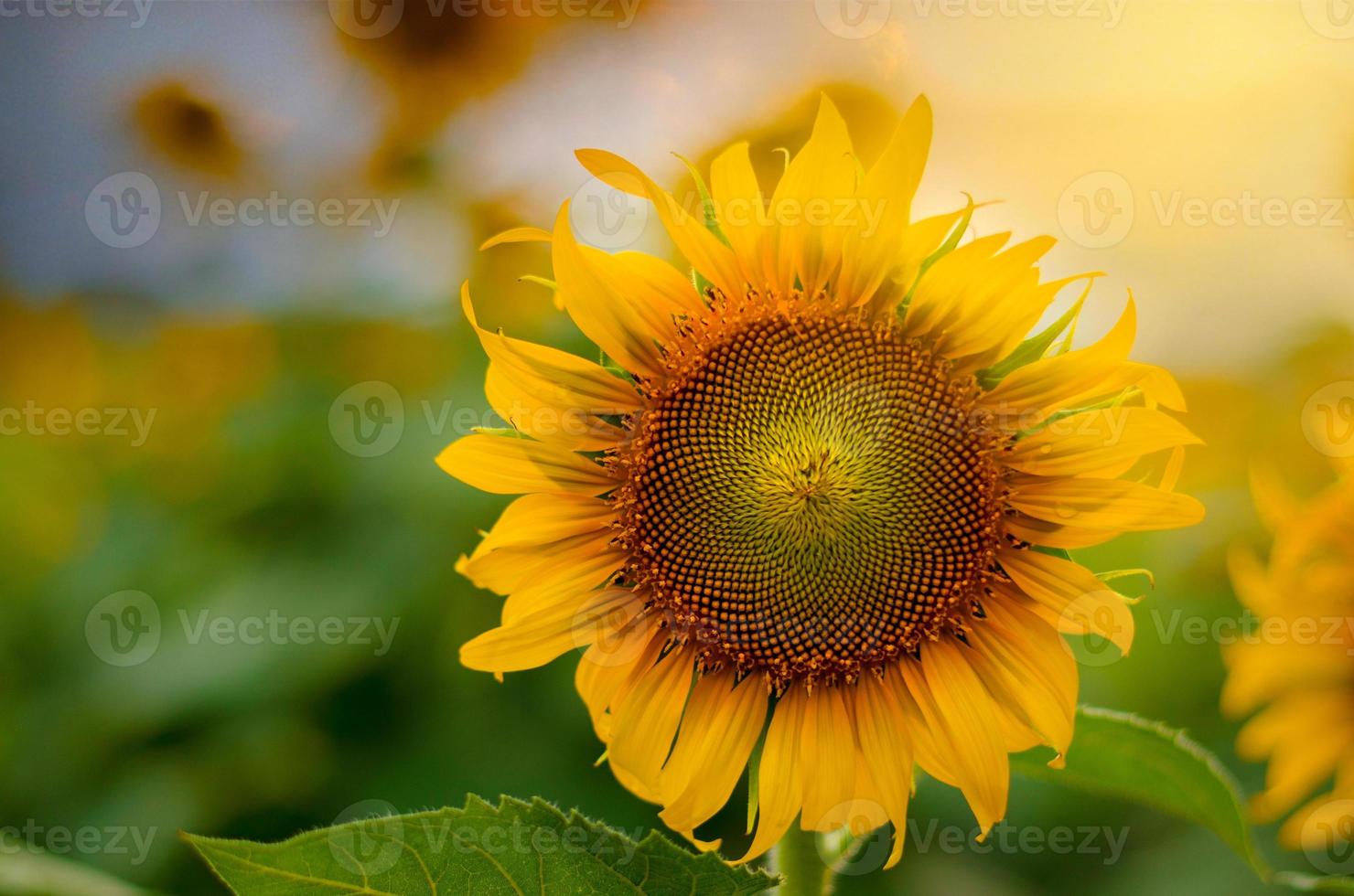 girasoli in piena fioritura e luce al mattino. foto