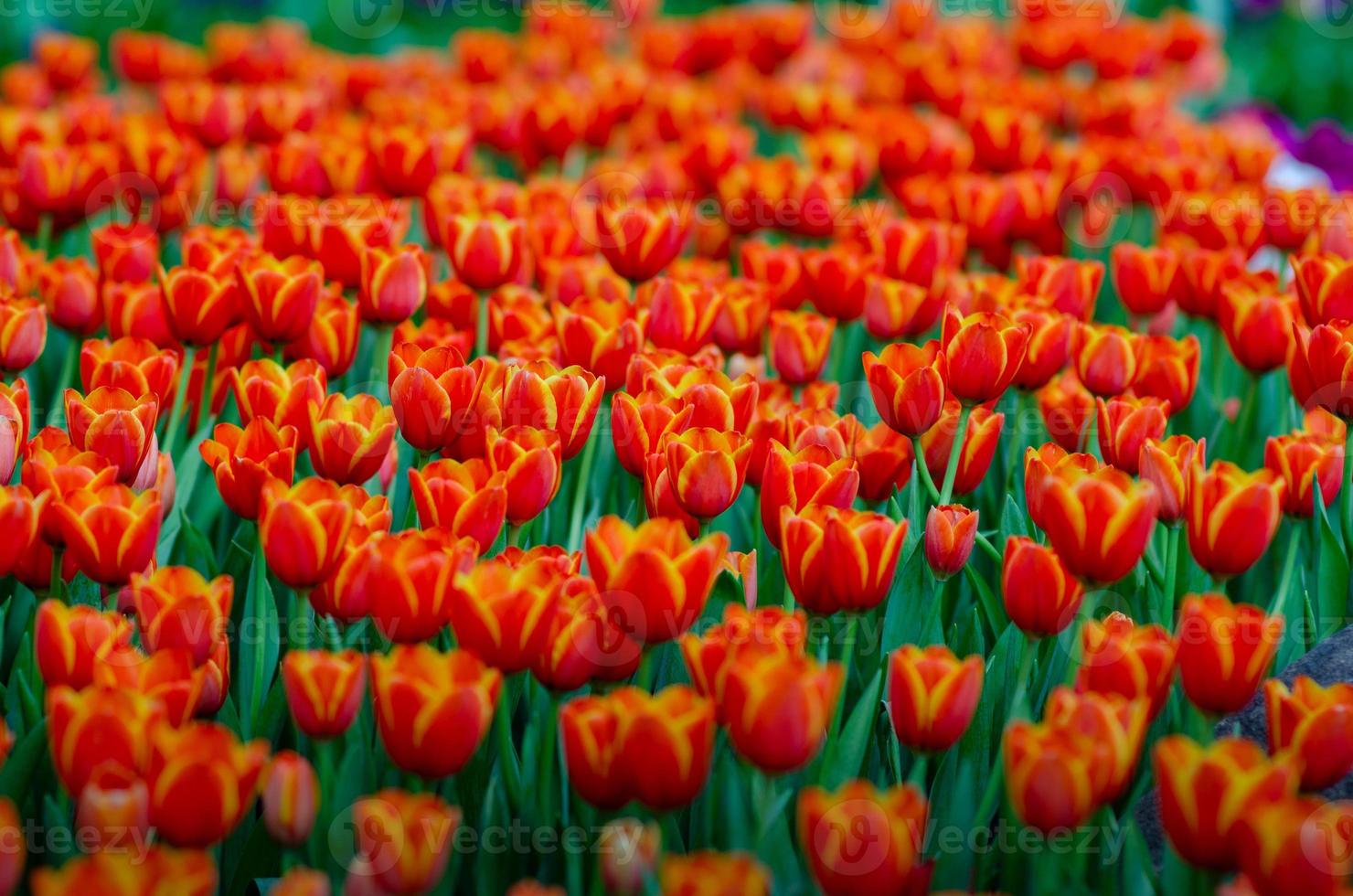 i campi di tulipani gialli rossi sono densamente fioriti foto