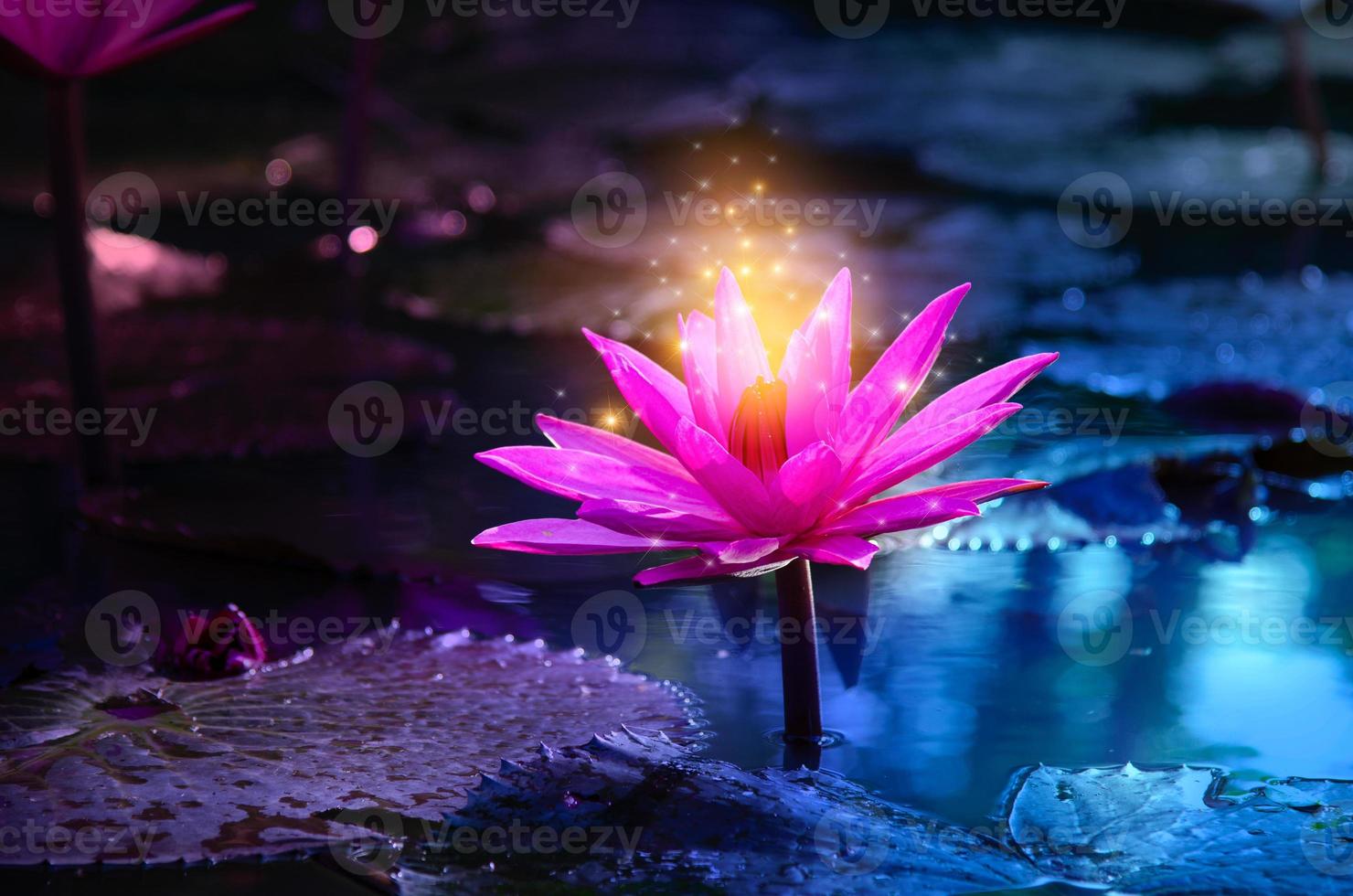 loto rosa chiaro viola galleggiante luce scintillante sfondo viola foto